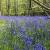 Local history Stanmer Park woodland bluebells